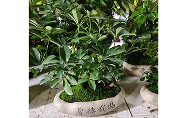 室內(nèi)租擺